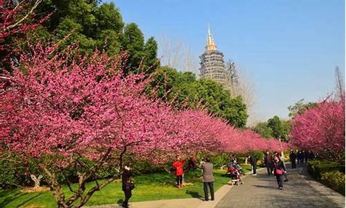 常州红梅公园植物图片_常州红梅公园植物