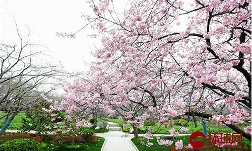 莲花池公园樱花开了吗_莲花池公园关闭吗