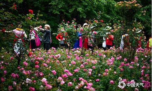 桂林虞山公园月季_桂林虞山公园月季花节